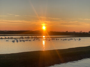 farma i ribnjak sečanj salaš stankovic