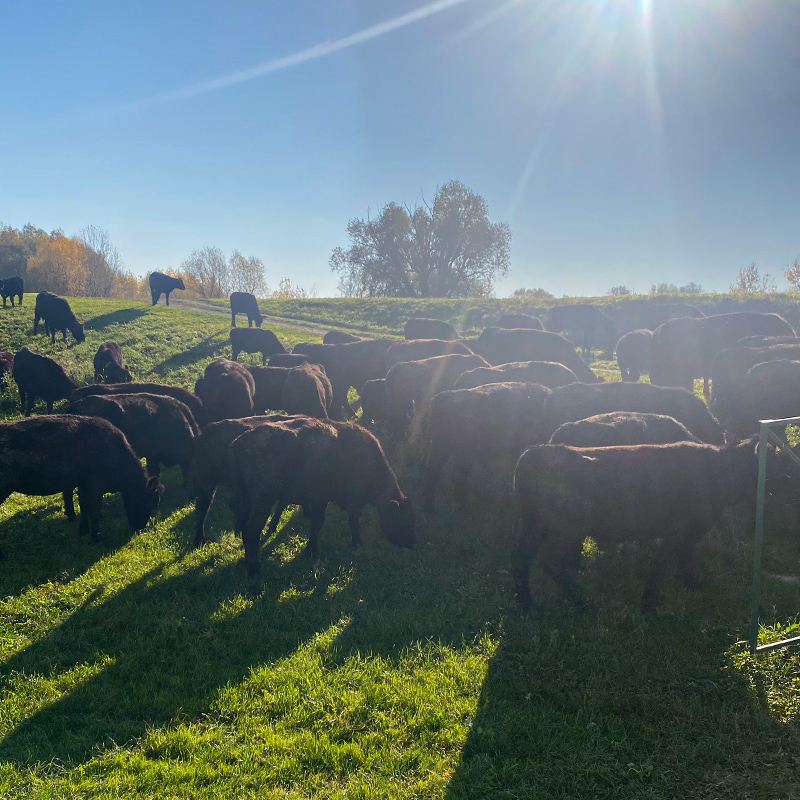 farma i ribnjak salas stankovic secanj