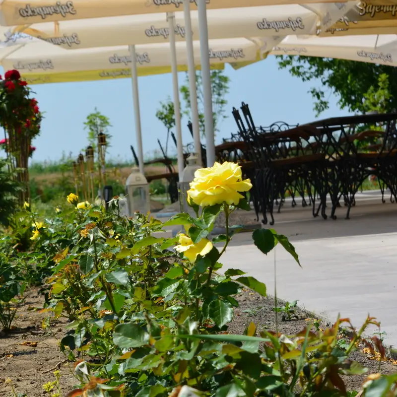 banat-salas-vojvodina