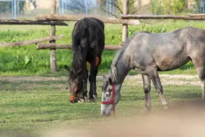 kuda za vikend, vikend na salasu