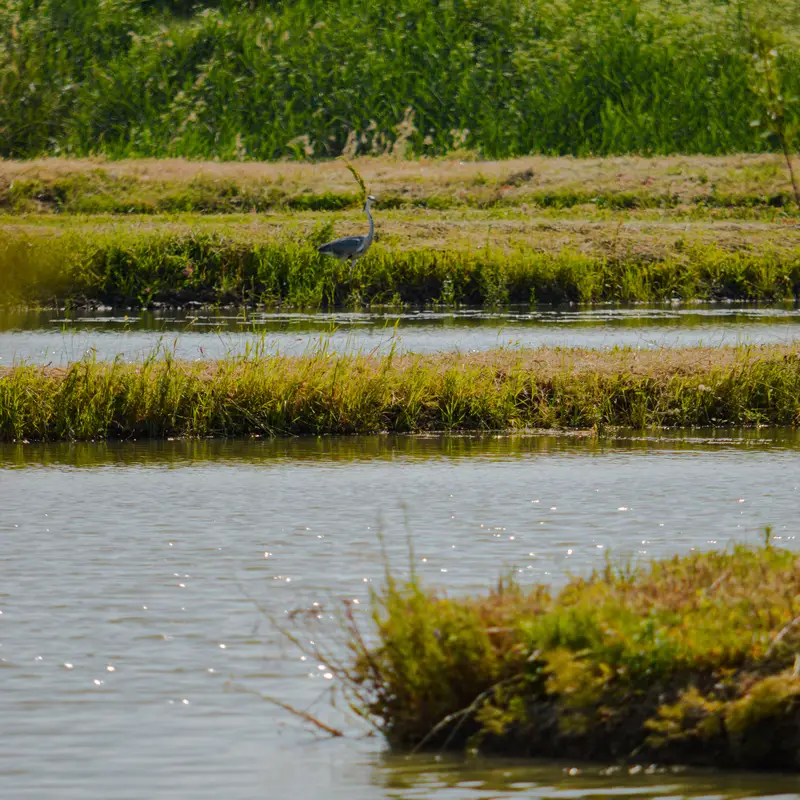 salas-stankovic-priroda-banat