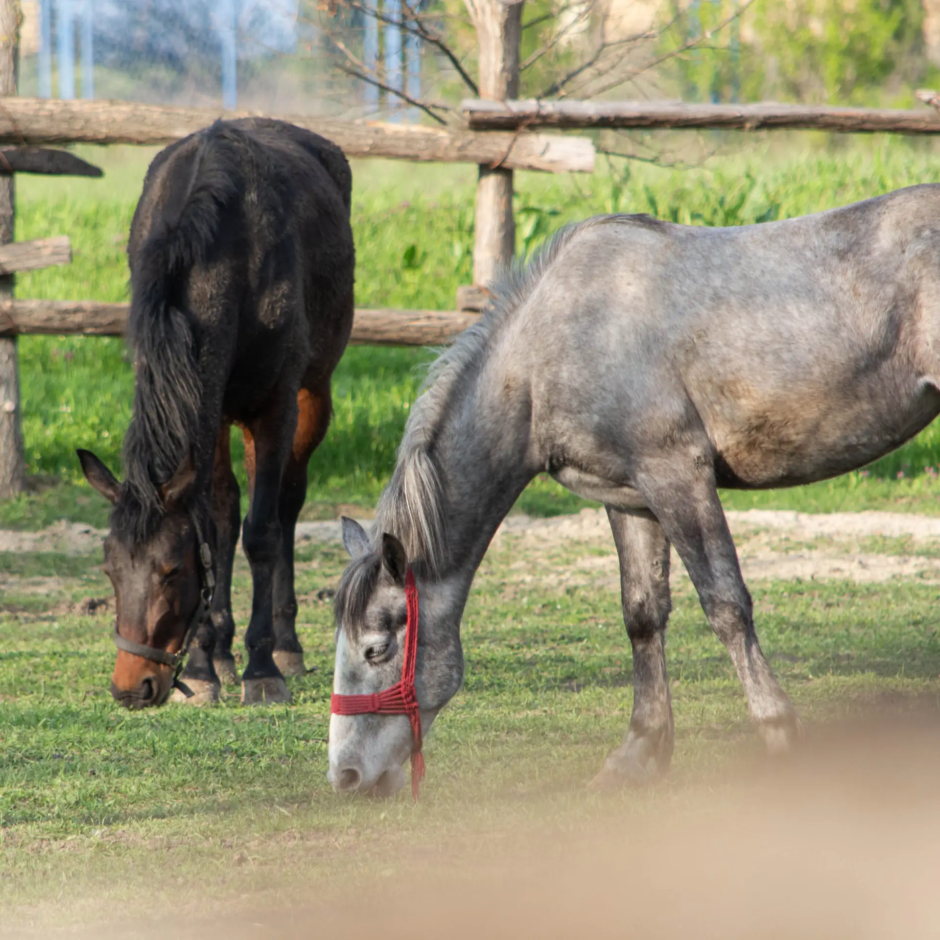 salas-stankovic-voznja-kocijama
